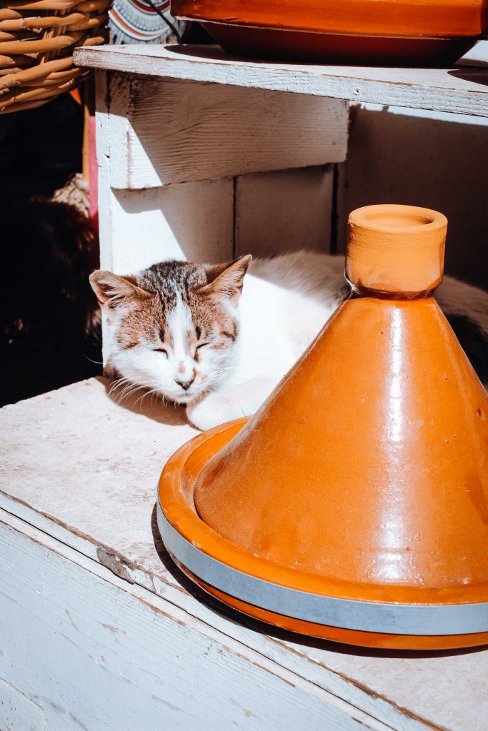 essaouira-chat